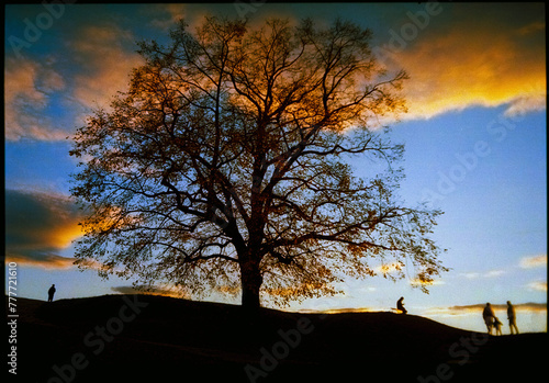 Autumn landscape with a beautiful tree with a sunset sky and people photo