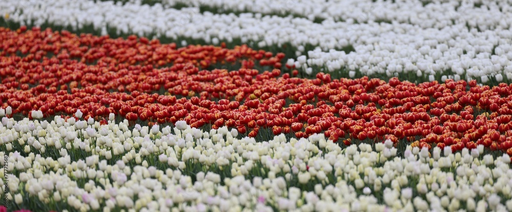 Fototapeta premium champ de tulipes en Provence