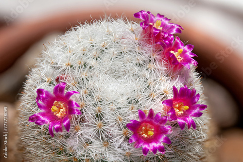 Mamillaria cactus blooms with pink flowers