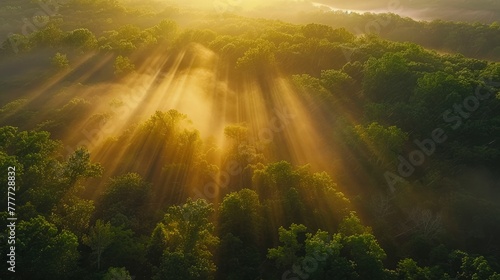A serene sunrise over a misty forest  with rays of light piercing through the dense canopy  illuminating the vibrant greens and earthy browns of the woodland floor. The air is crisp and fresh.