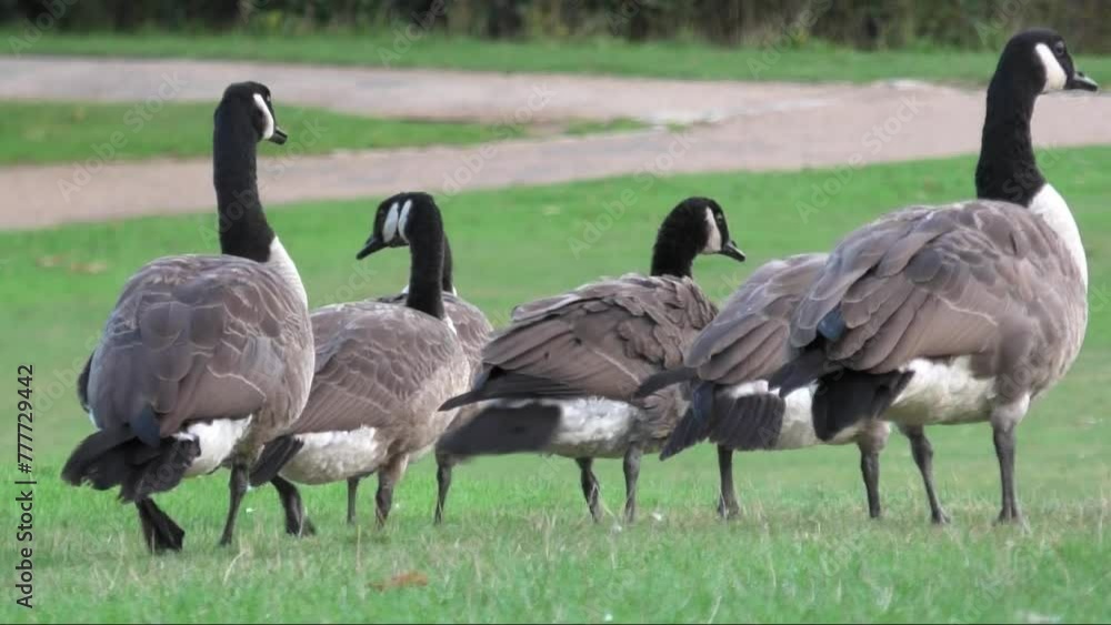 Group of Canada Geese in Park in a park in slow motion Group of Canada Geese in Park in a park in slow motion