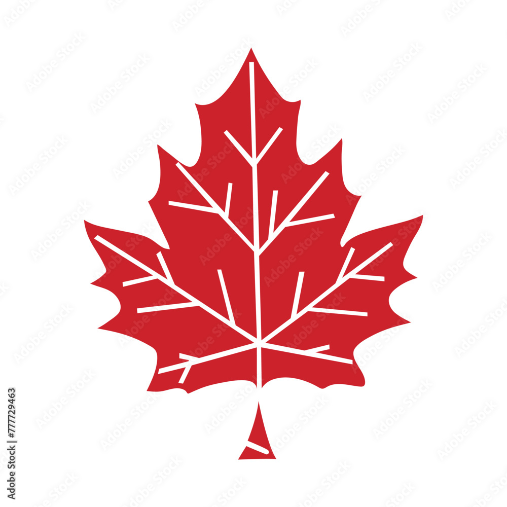 Canada. Maple leaf on a white background.illustration. Canada. Maple leaf on a white background.illustration.