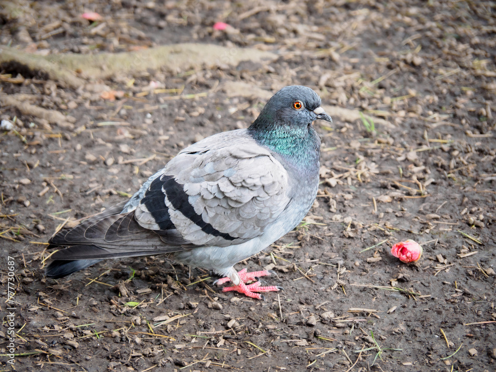 Obraz premium Paloma en el campo a lado de un capullo de rosa en el suelo