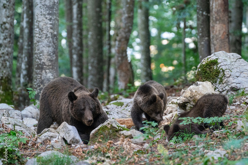 Family of slovenian bears in forest. photo