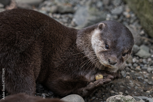 Schilderij op canvas Little otter plays with a pebble.