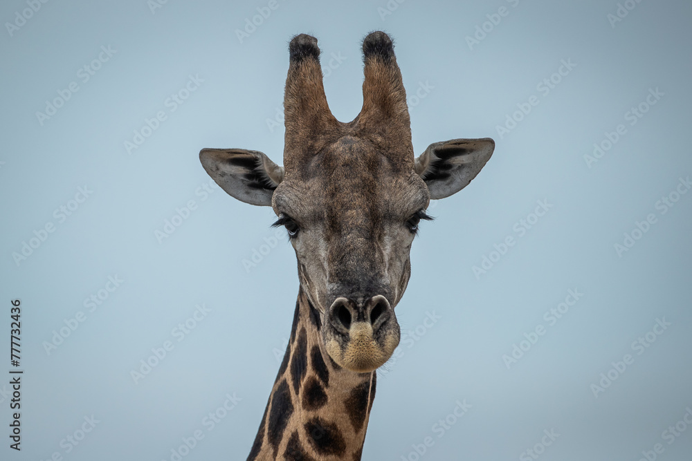Obraz premium Close up of a giraffes neck and head