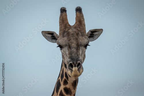 Close up of a giraffes neck and head