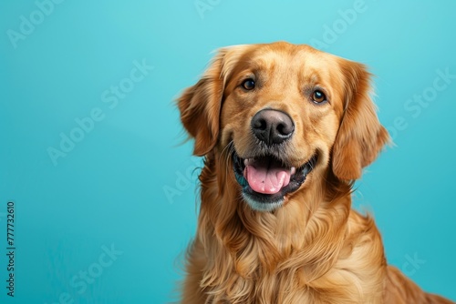 Studio headshot of Golden Retriever smiling against a blue background