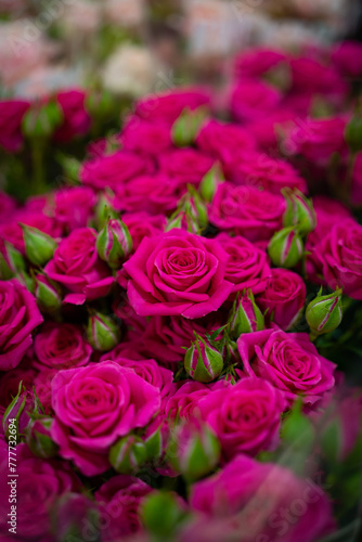 Vibrant Pink Roses Blossoming in a Lush Garden, soft-focus background in a lush garden setting, conveying romance and beauty.