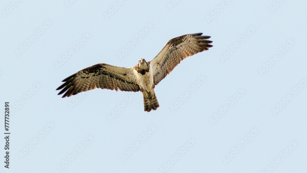 Obraz premium osprey in flight