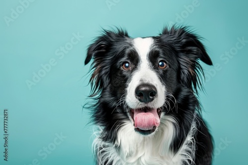 studio headshot portrait of border collie looking forward licking with tongue to the side and a teal blue background © Aliaksandr Siamko
