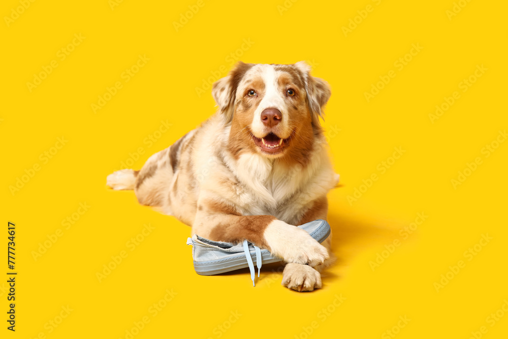 Funny Australian Shepherd dog lying with sneaker on yellow background