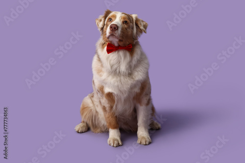 Funny Australian Shepherd dog with bow tie on purple background