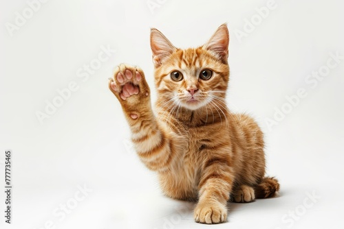 studio portrait of orange rescue tabby cat sitting looking forward with paw in the air against a white background