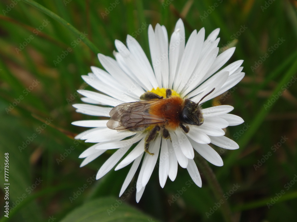 Female grey-patched mining bee (Andrena nitida) on white daisy Female grey-patched mining bee (Andrena nitida) on white daisy