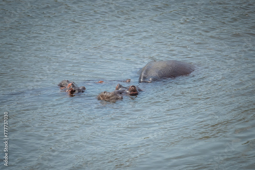 Family of hippos in the water