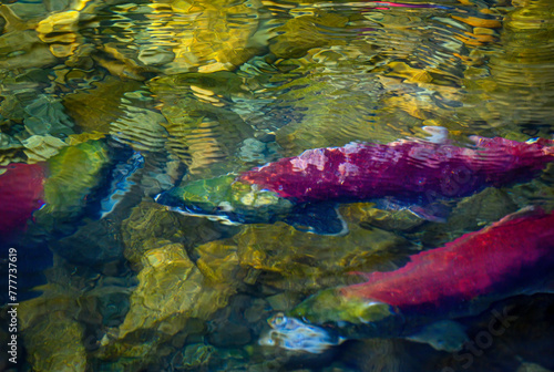 Spawning Salmon Adams River BC 2022
