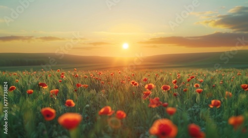 Beautiful field with poppies at sunset. There are poppy flowers below and green grass above the sun