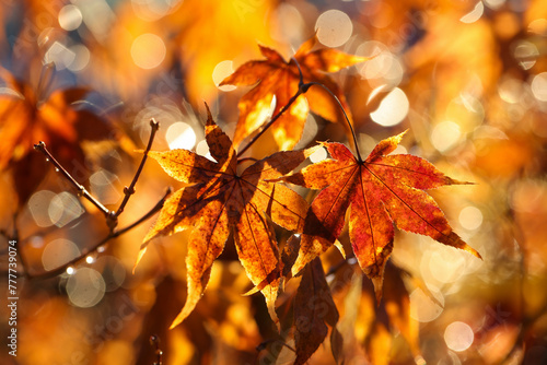 Orange Fall Leaves  photo