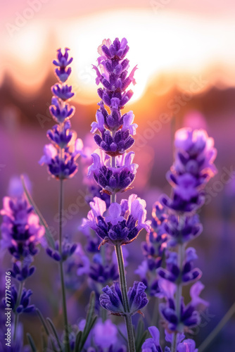 Purple Lavender flower in the mist and fog  vertical background