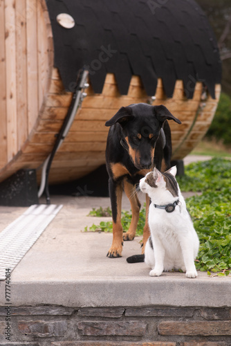 cat and dog photo