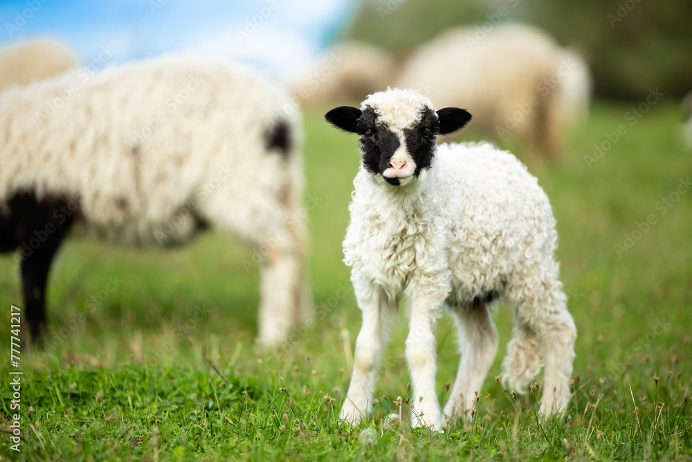 Obraz premium Cute little lamb standing on grass on sunny day. Sheep pasture and domestic animals husbandry.