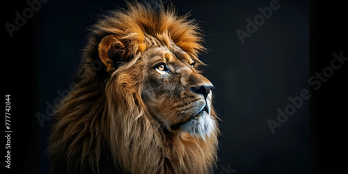 A lion's head is shown against a golden background 