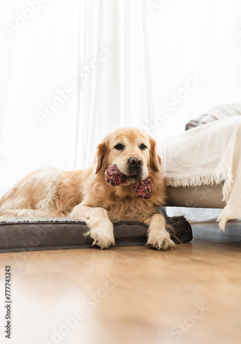 Wallpaper Mural Cute Golden Retriever dog lying on the floor at home Torontodigital.ca