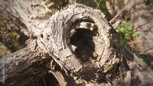 a convex hollow in a tree