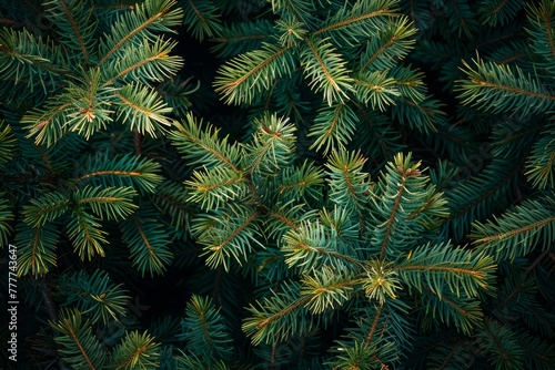 Green pine needles © paul