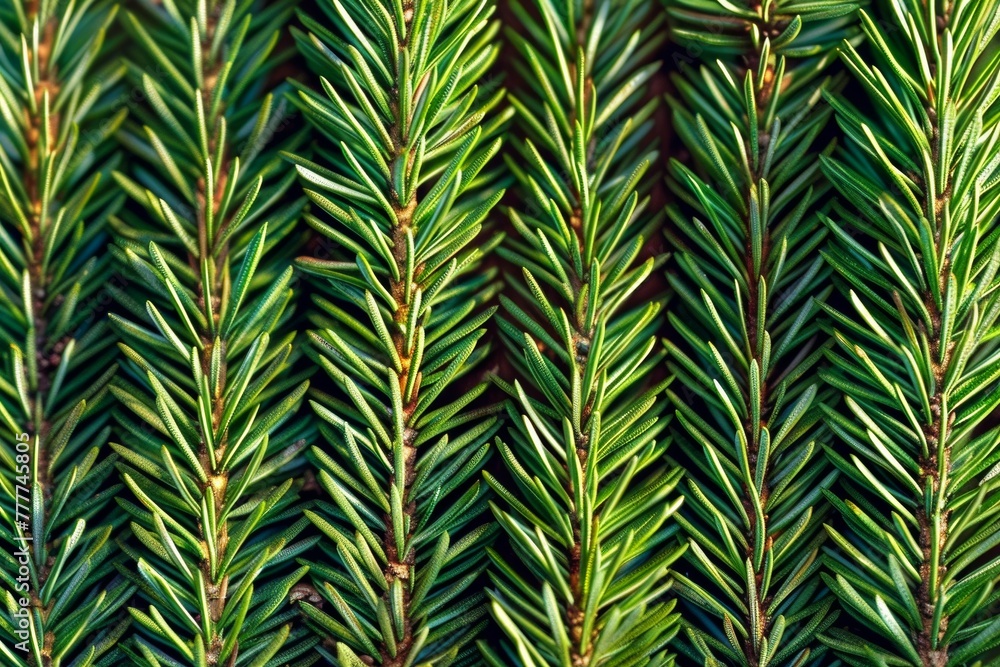Green pine needles