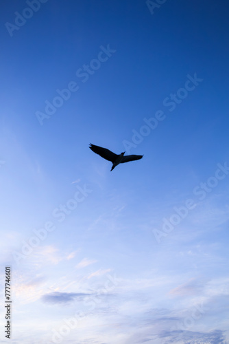 bird silhouette flying in blue sky