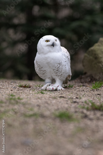 Snowy owl on gravel with a rat.