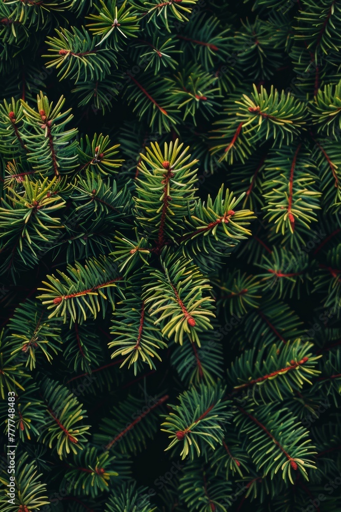 Green pine needles