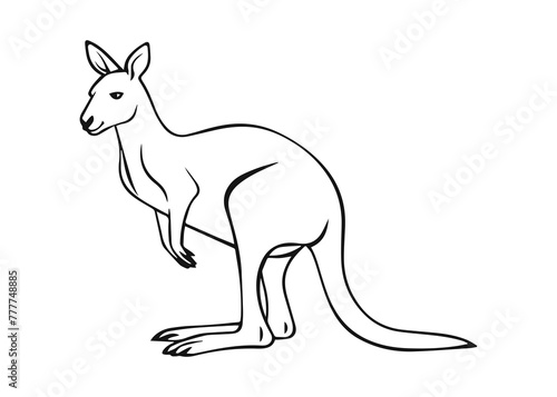 kangaroo line art vector illustration