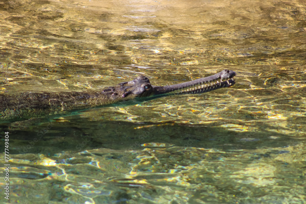 Obraz premium Crocodile Swimming In The Lake In Mumbai Zoo
