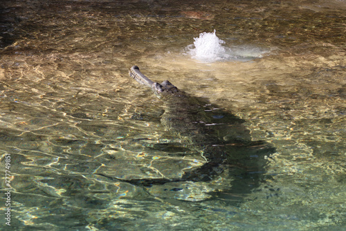 Big Indian Crocodile Relaxing In The Zoo Lake photo