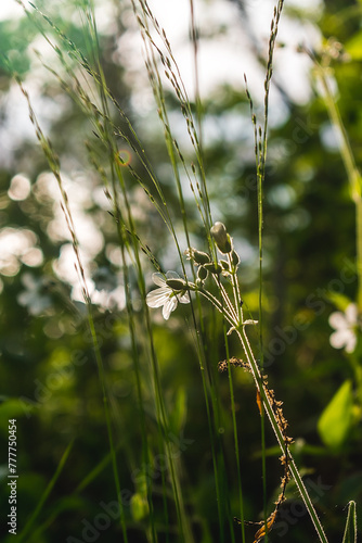 Delicate wild flowers in the forest. Wildflowers in the forest, backlit by the sun. photo