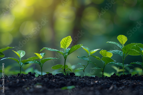 Plant seedlings growing on rich soil and gentle sunlight depicting the idea of ecosystems and plant development. Ideal for environmental, gardening, and sustainability concepts.