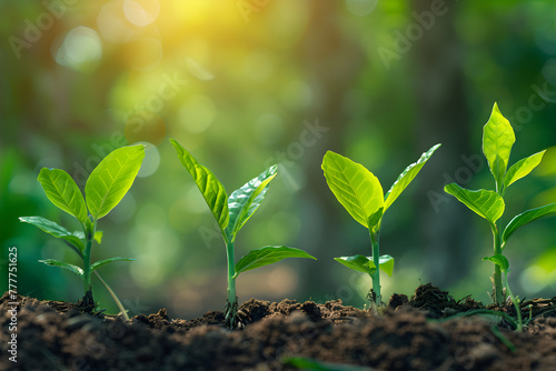 Plant seedlings or little trees growing on rich soil and gentle sunlight with blurred green backgrounds. photo