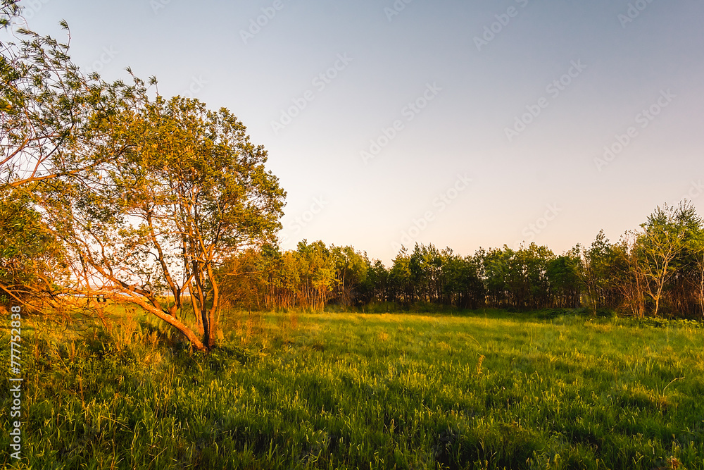 Obraz premium A picturesque green meadow near a forest on the outskirts of a village during sunset. Feeling of freedom, happiness, nostalgia. Tavrichanka, Primorsky Krai, Russia