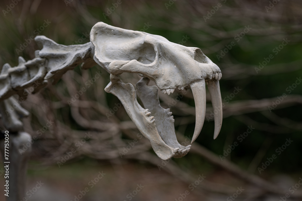 Figurine of the skeleton of the prehistoric beast saber-toothed tiger. Figurine of the skeleton of the prehistoric beast saber-toothed tiger.