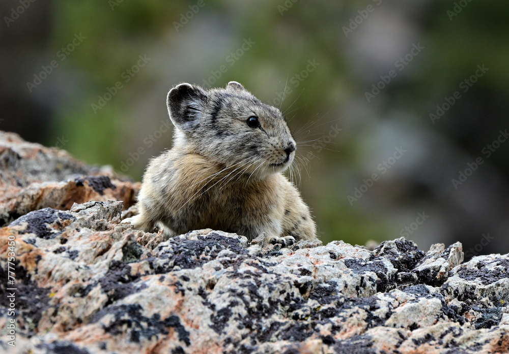 Naklejka premium An American Pika (Ochotona princeps) on lichen covered rock in the Hoover Wilderness of California. 