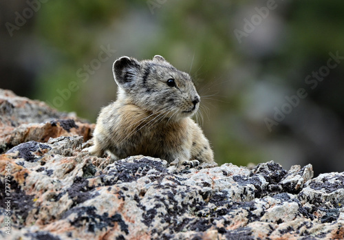 An American Pika (Ochotona princeps) on lichen covered rock in the Hoover Wilderness of California.
