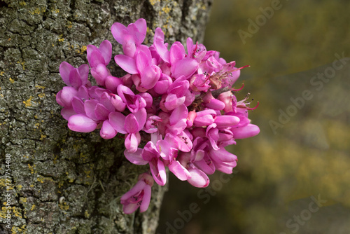 Flowers on the stem of a Judas tree (Cercis siliquastrum) in Mediterranean nature in spring  photo