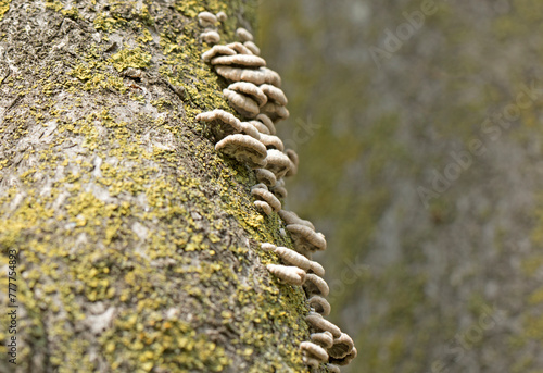 Split gillies (Schizophyllum commune) on a dead trunk of Ailanthus altissima tree photo