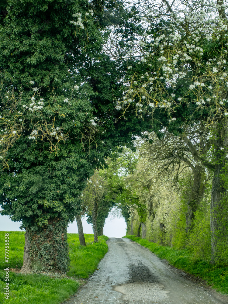 Fototapeta premium Feldweg