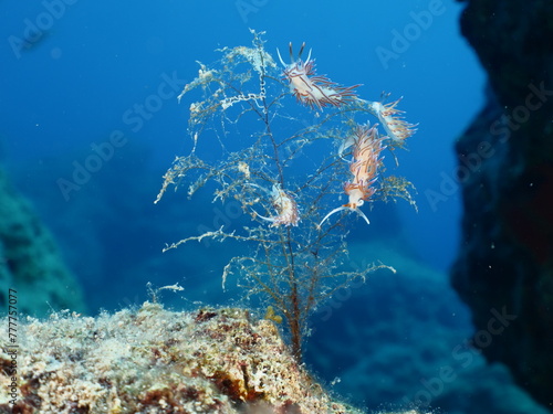 nudibranch flabellina together on a hydra colony underwater photo