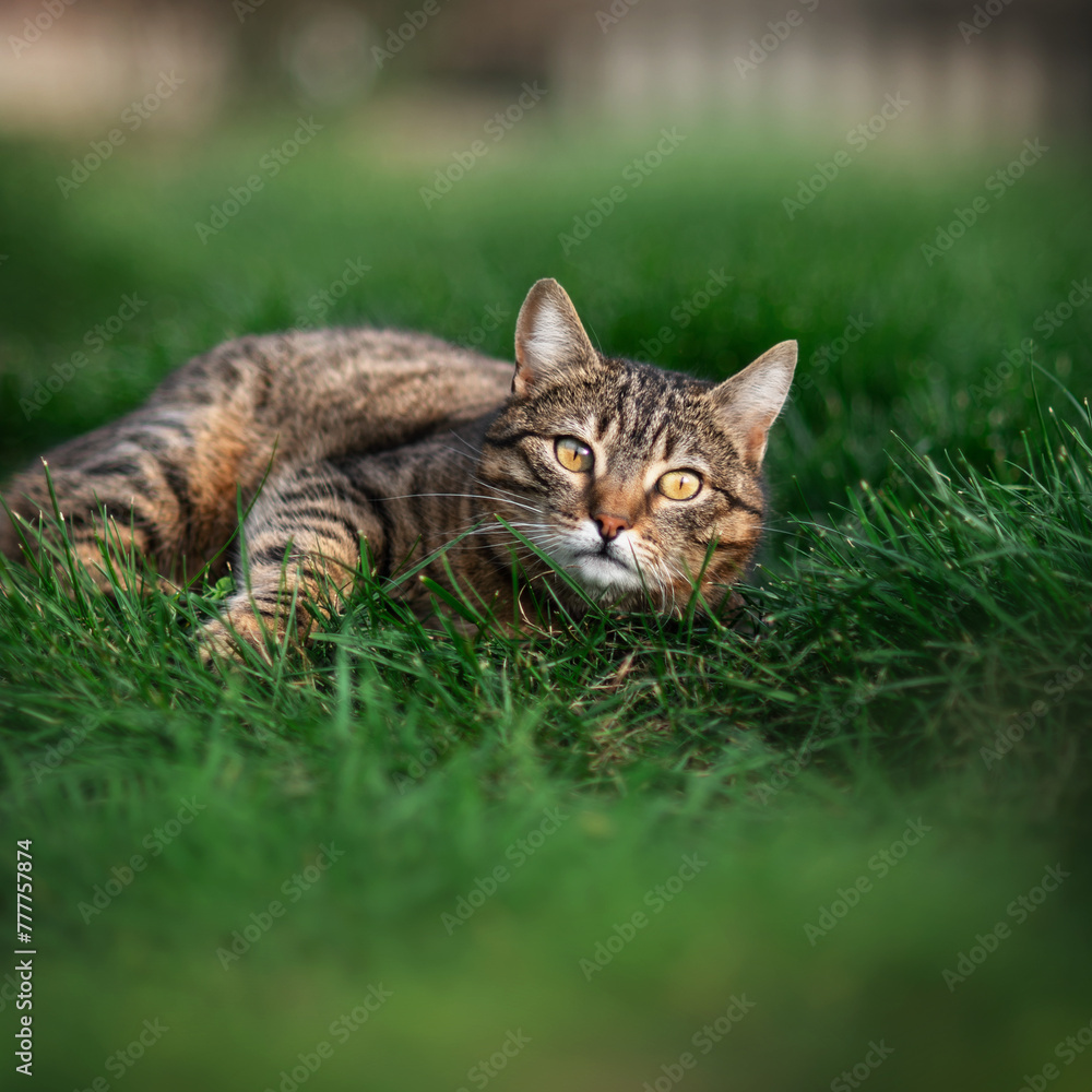 tabby cat resting on lawn outside cat walk beautiful pet portraits