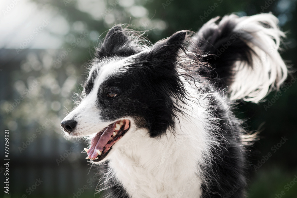 border collie dog enjoys the air in nature beautiful portrait